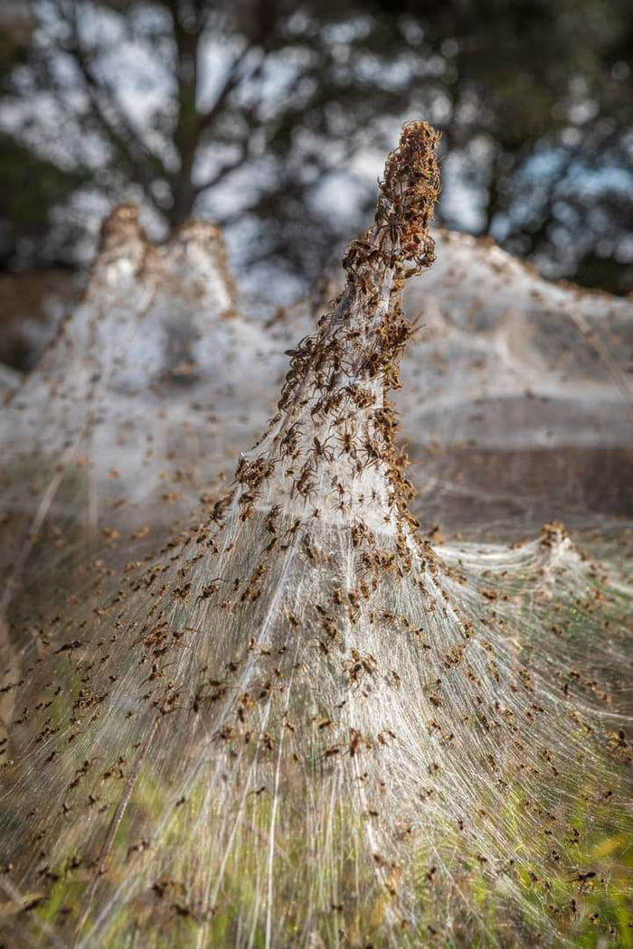 Spiders Escaping The Australian Floods The Whole Landscape Looks Like