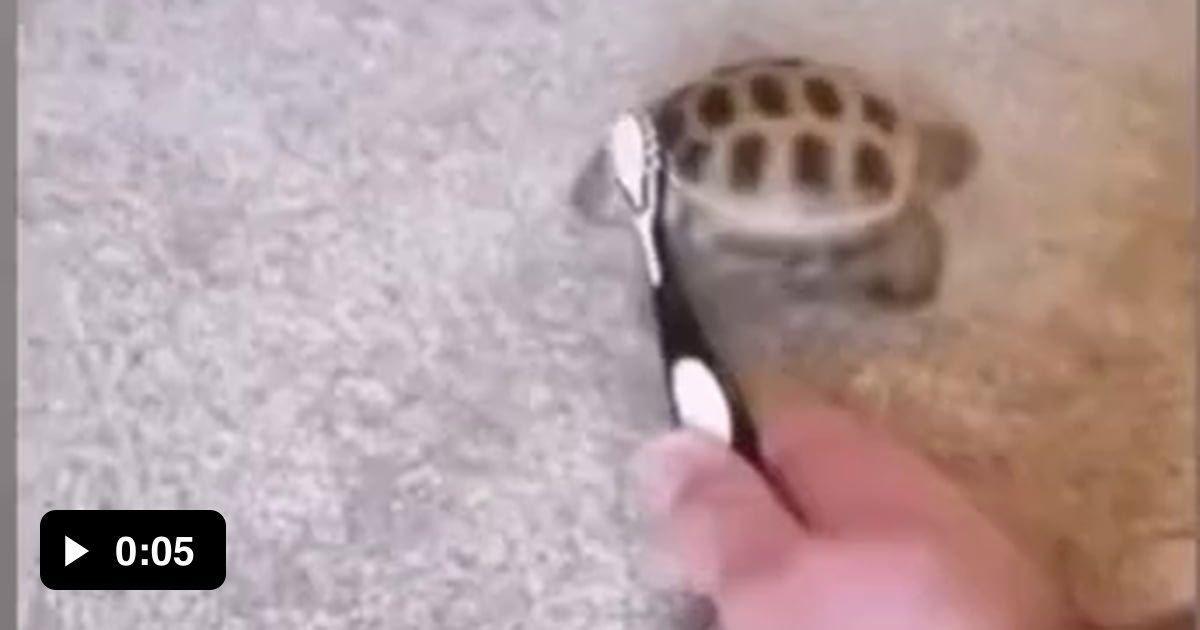 Dancing turtle. - 9GAG