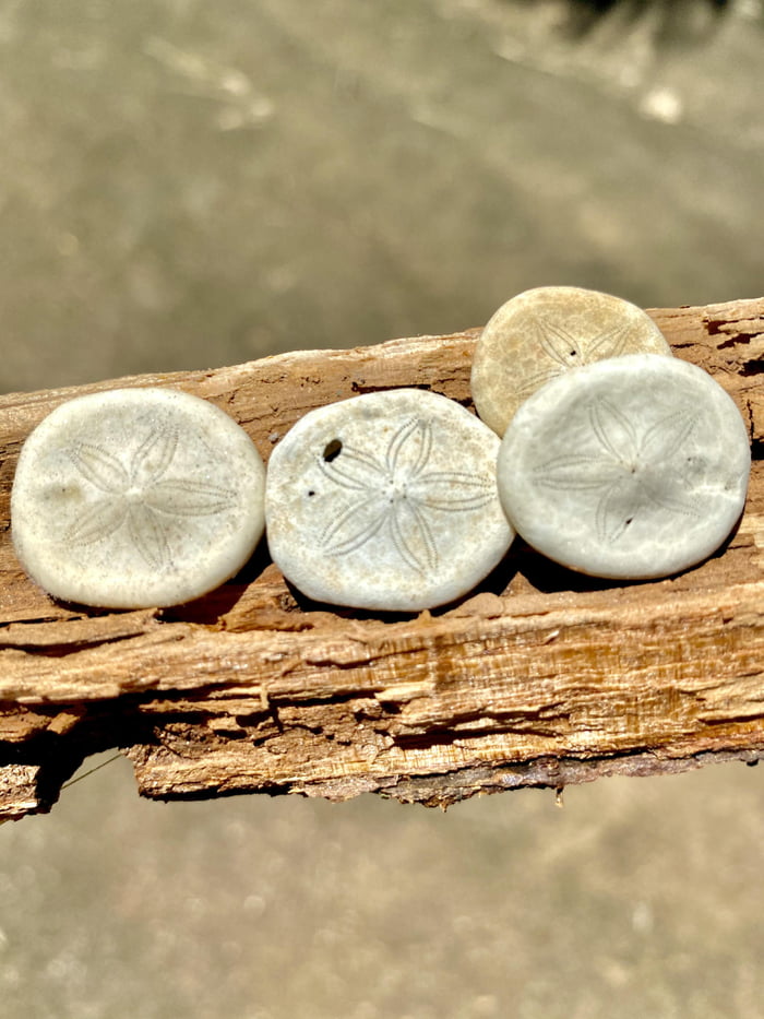 the-oceans-only-currency-sea-dollars-found-washed-up-on-the-beach-in-far-north-queensland