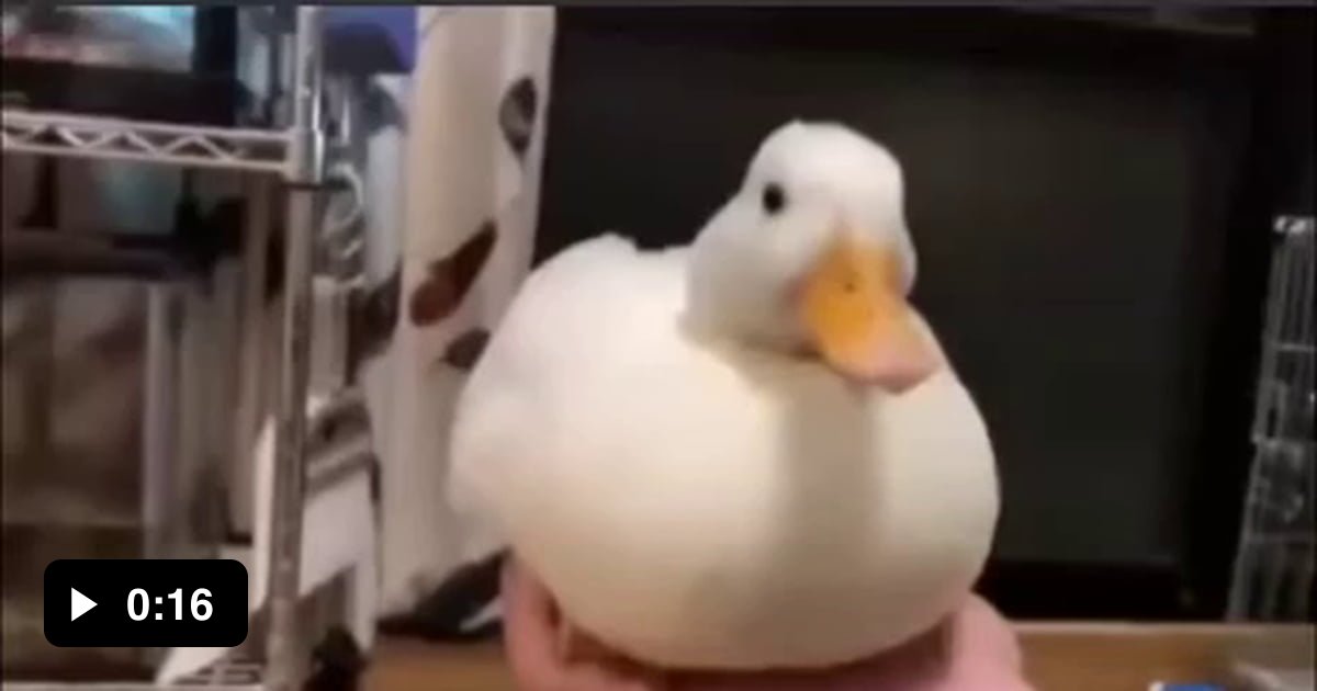 Quack quack quack Quack quack Quack quack quack Quack quack - 9GAG