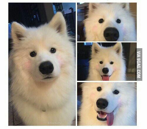 If you're having a bad day just look at this dog wearing blush - 9GAG