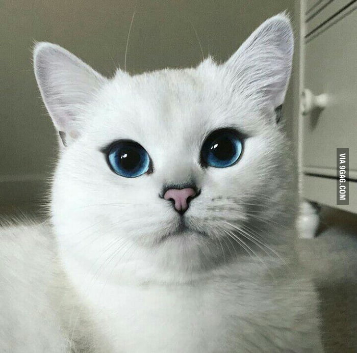 when-your-cat-is-prettier-than-you-9gag