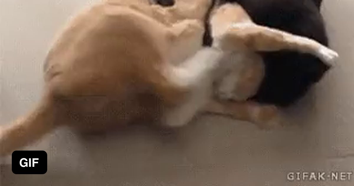 Спаривание кота и собаки