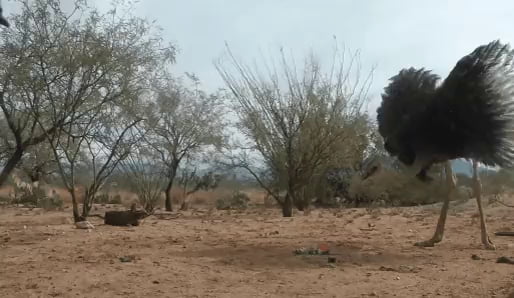 Ostrich and Emu losing their shit over a cat toy - 9GAG