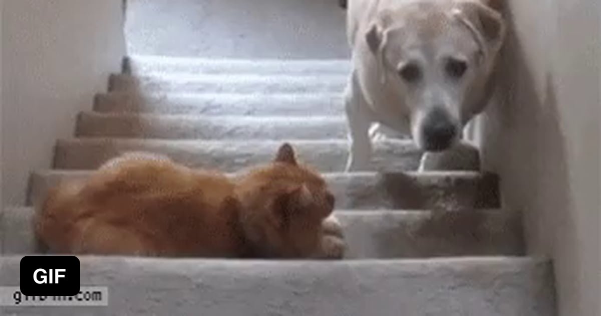 This dog can't go upstairs because it's afraid of the cat - 9GAG