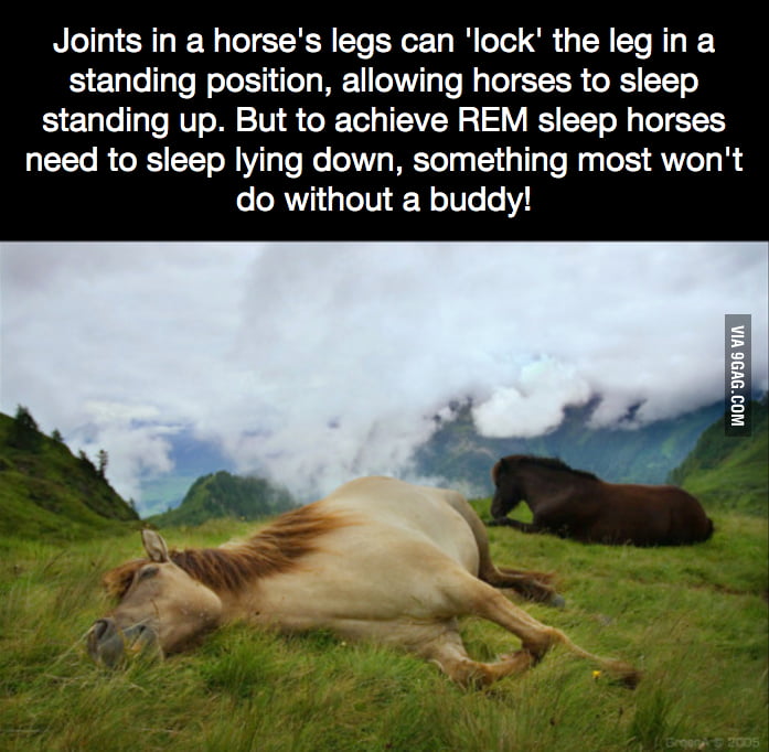 In case you're wondering how horses sleep 9GAG