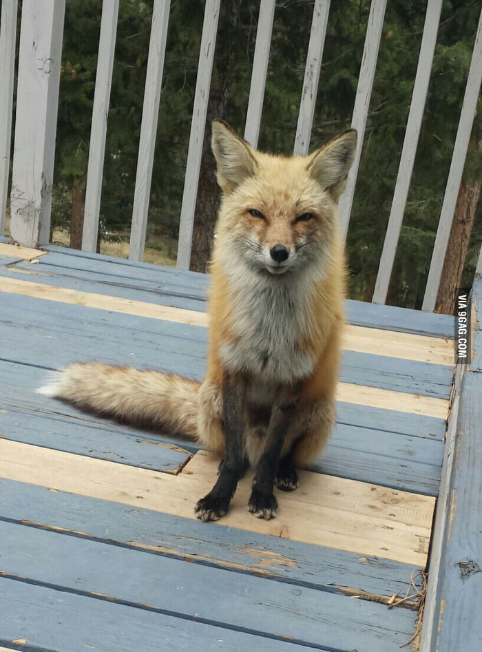 The fox that shows up at our kitchen door for dinner nearly every night