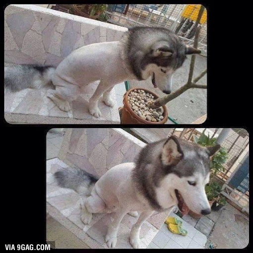 Handling Thailand S Summer Heat Level Husky 9gag