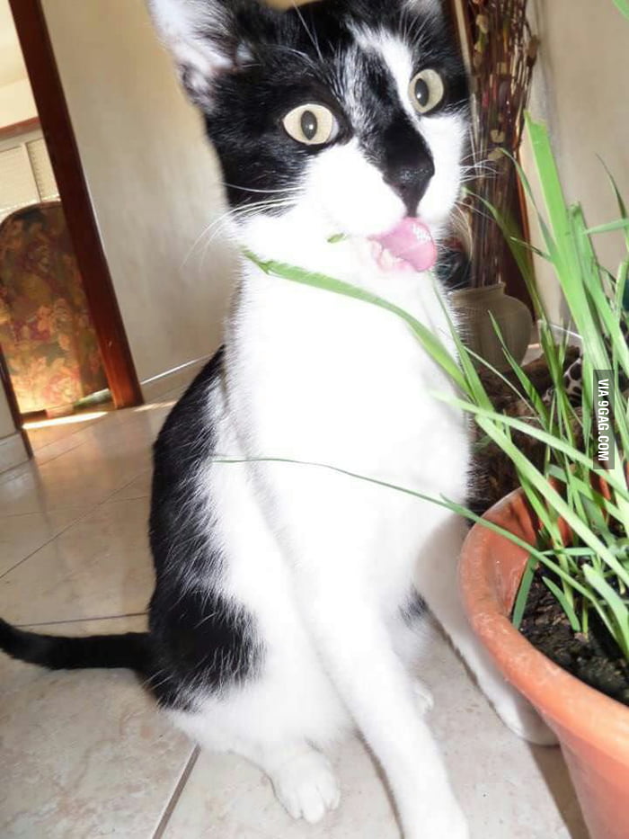 My cats face after he ate cat grass xD 9GAG