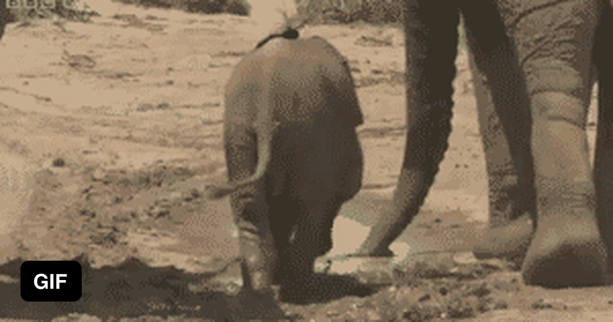 Elephant Sex Gif