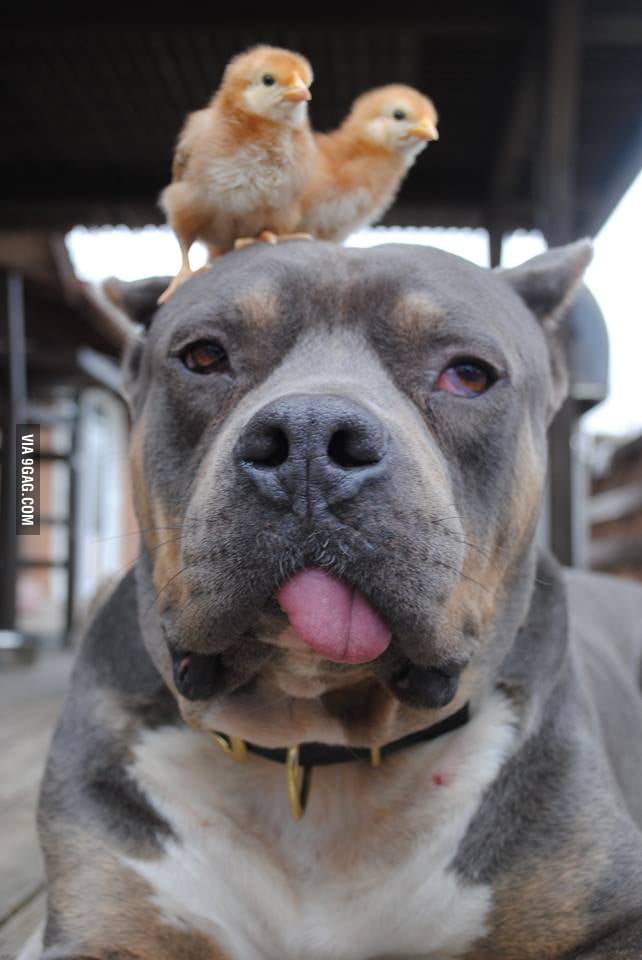 He Is A Chick Magnet 9GAG