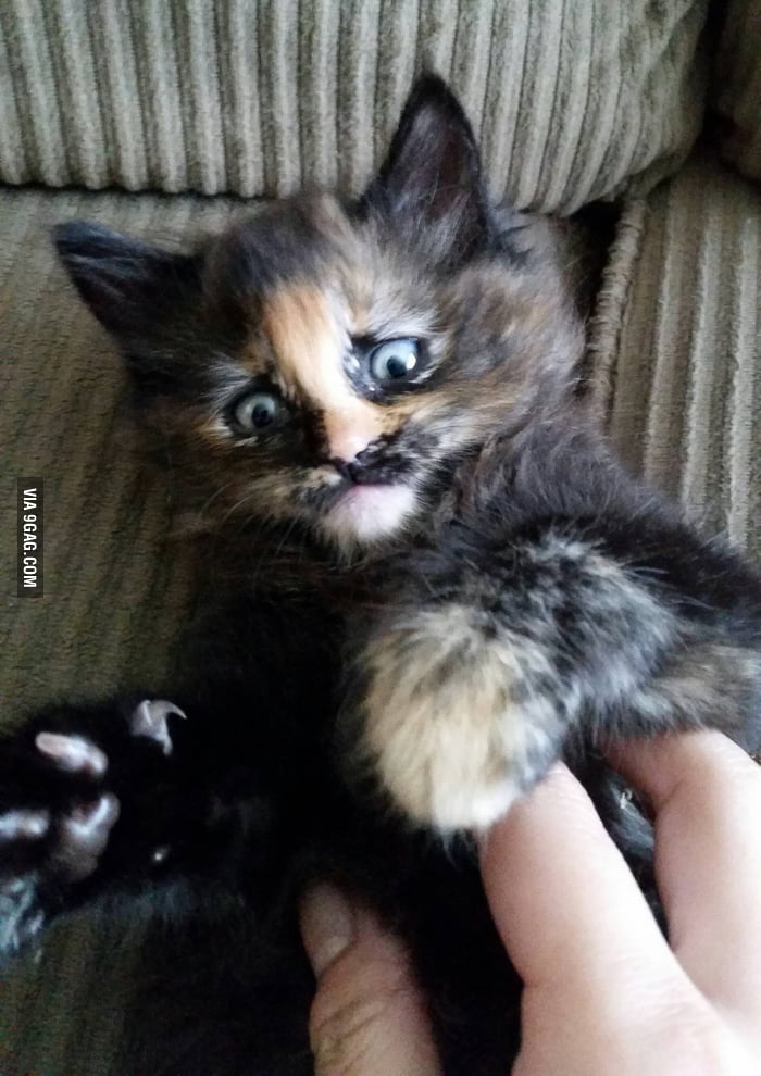 This cat is perpetually concerned - 9GAG