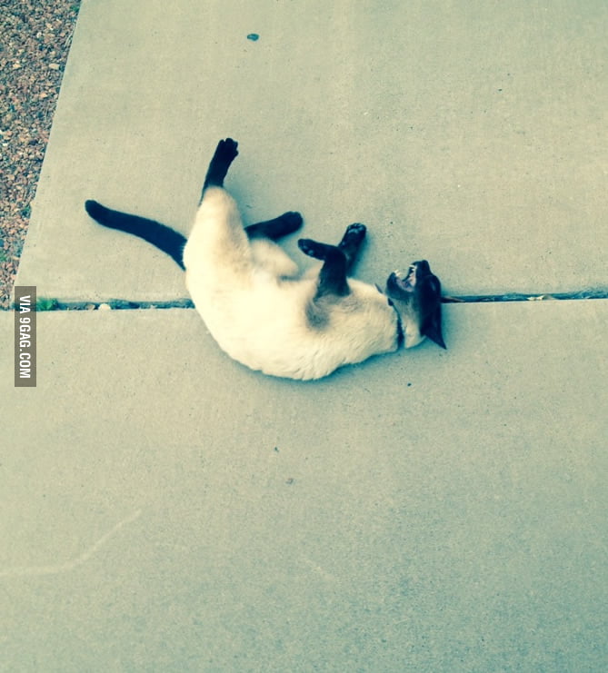 I accidentally scared my cat today, and instead of running, he played