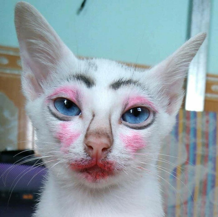 Pretty ugly cat. 