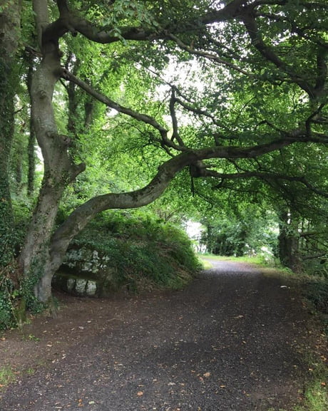 The Game Of Thrones Hanging Tree Northern Ireland 9gag