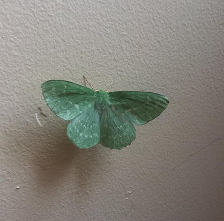 Stunning Great Emerald Moth In My Bedroom 9gag