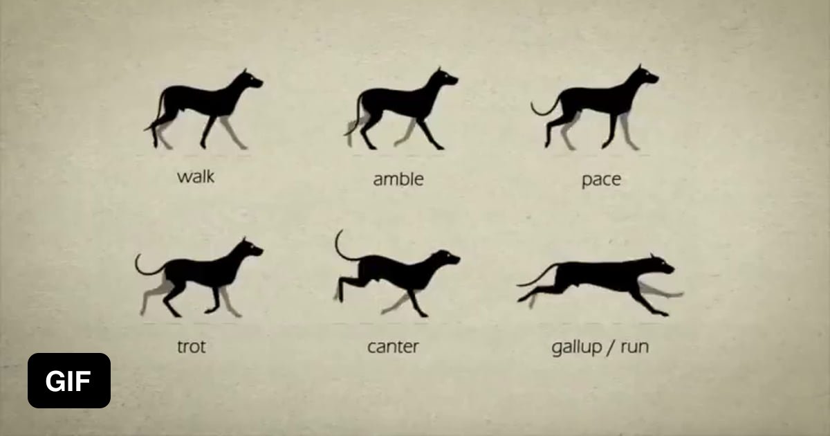 Animals Gaits 9GAG