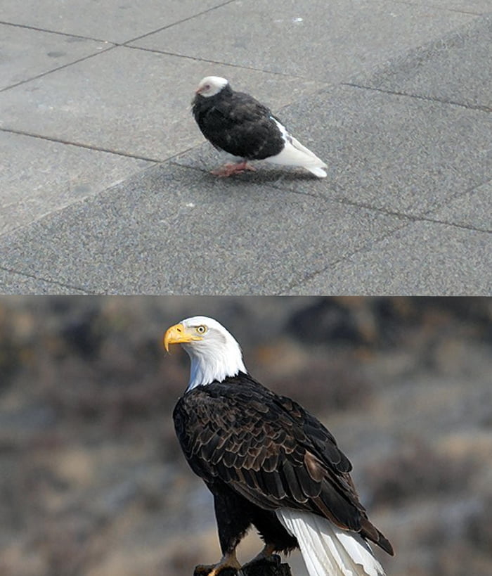A pigeon that looks like bald eagle. 9GAG