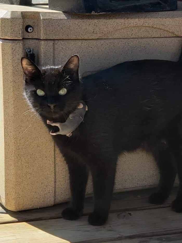 Mama Cat Nabbers With Her Adopted Possum Baby Confused Why Her New Kitten Likes To Hang Onto Her All The Time 9gag