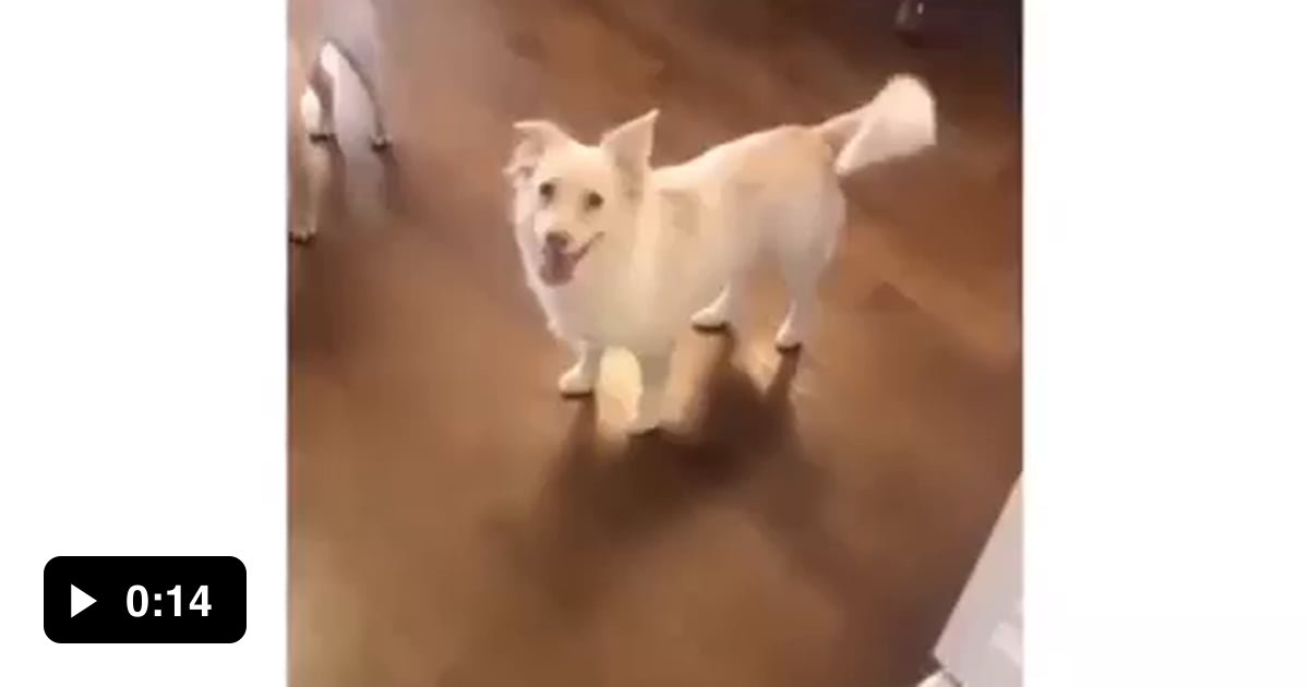 Telling a deaf dog its time to go for a walk - 9GAG