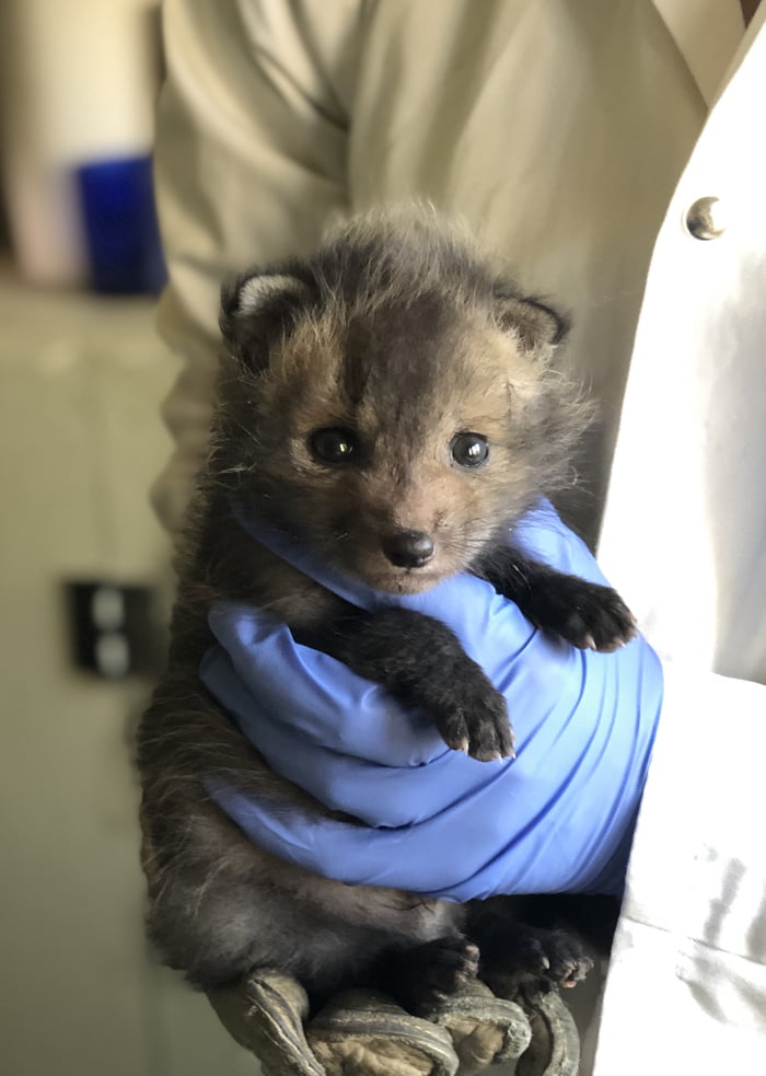 Orphan Baby fox in the rescue center, became a big boy and free in ...