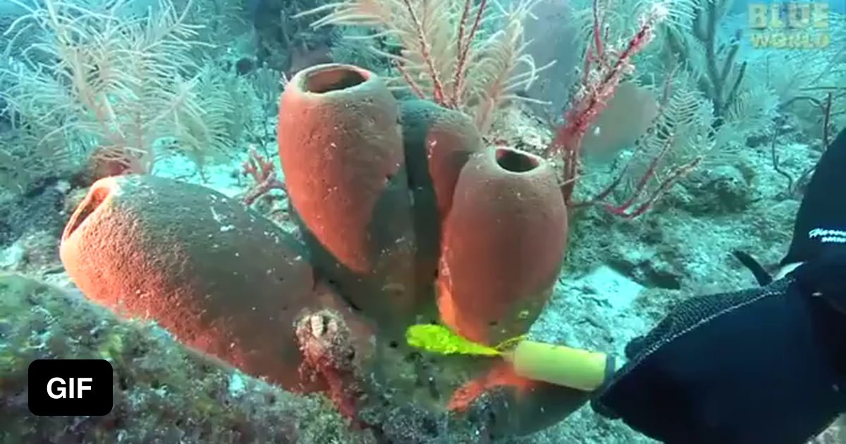 Filter feeding sponges using nontoxic fluorescein dye to demonstrate