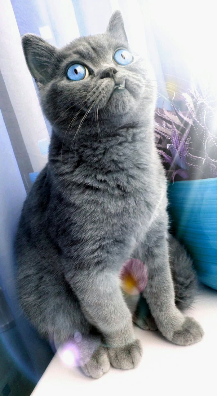 My Cat Boner 9GAG