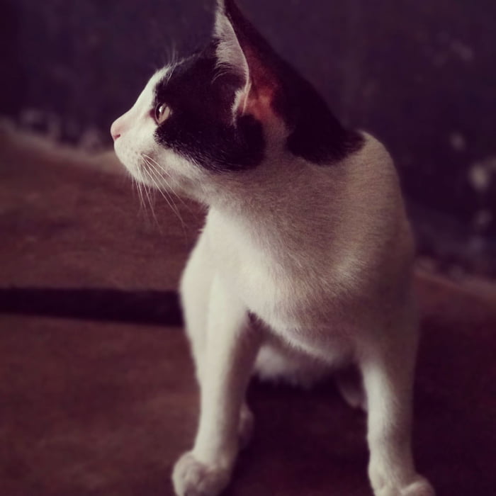 This cat poses better than all of you - 9GAG
