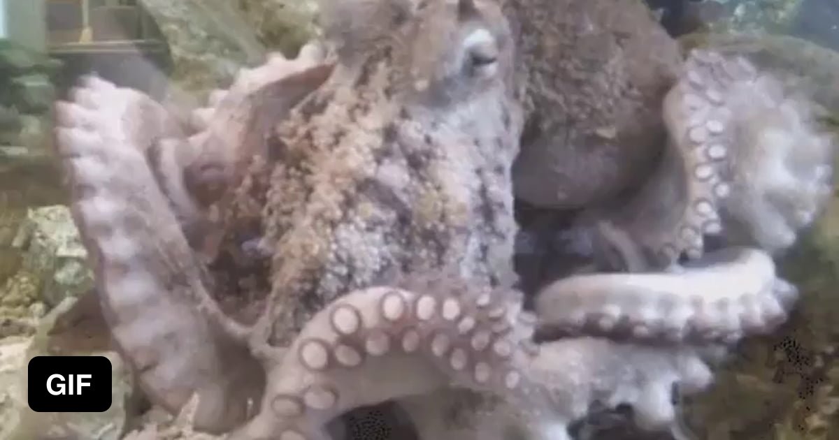 Octopus cleaning itself is 🔥 - 9GAG