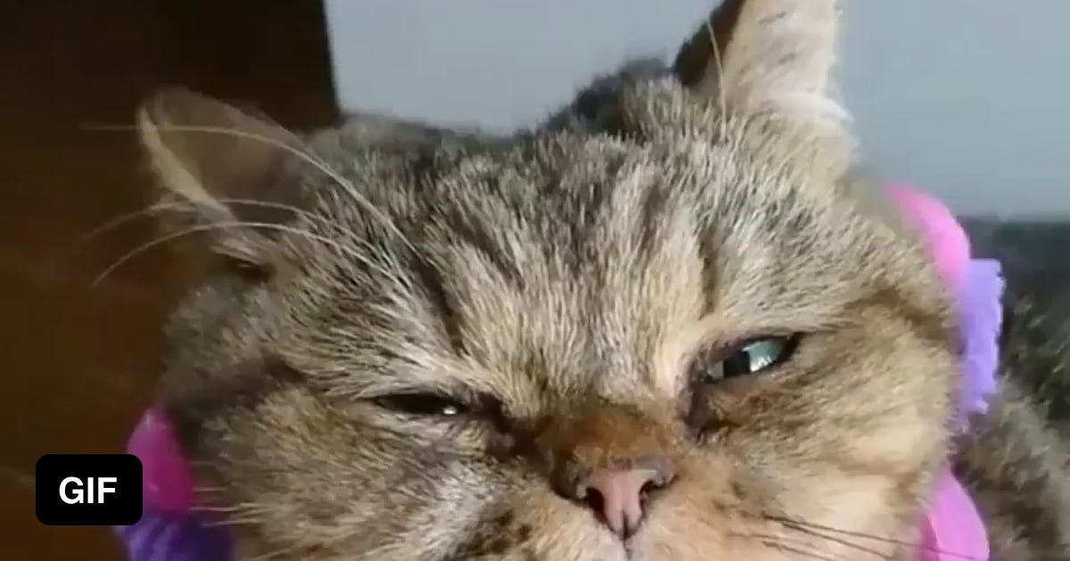 Happy Cat - 9GAG