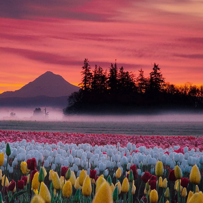 Forest Mountains and Tulips Flowers at Sunset. - 9GAG