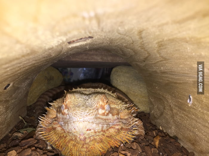 My bearded dragon is in brumation AKA hibernation. 9GAG
