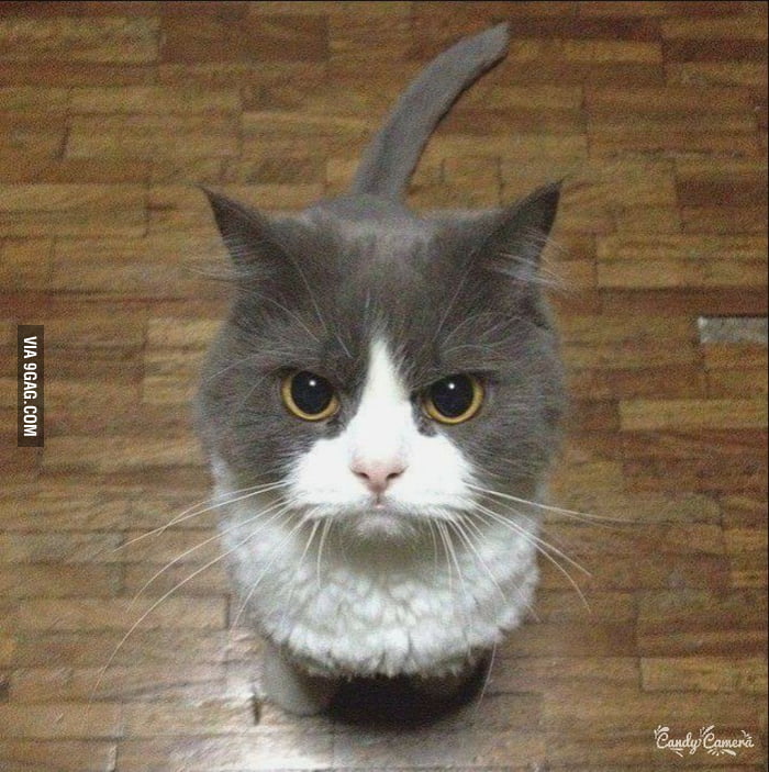Cat with angry face filter, What's so funny!!?💢, By 9GAG