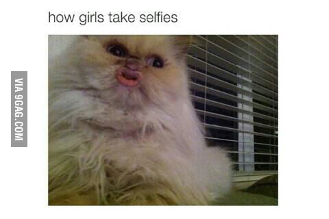 Even this cat is better - 9GAG
