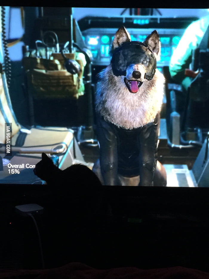 My Cat Really Likes Dd Mgsv 9gag