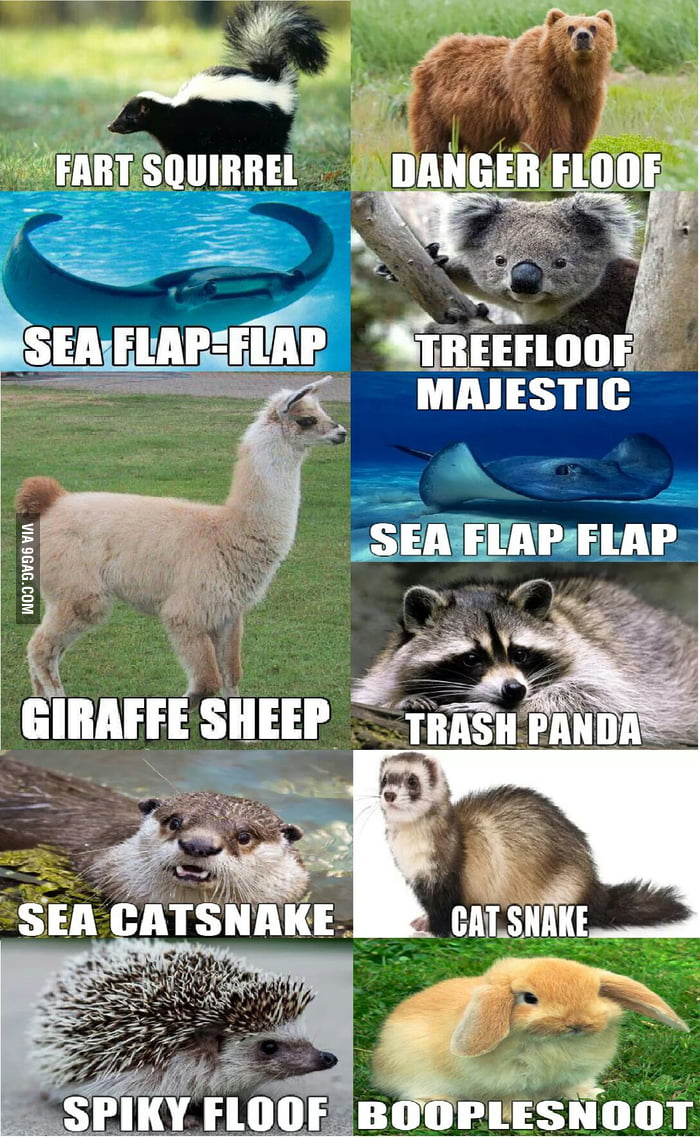 Funny Animal Names 9GAG