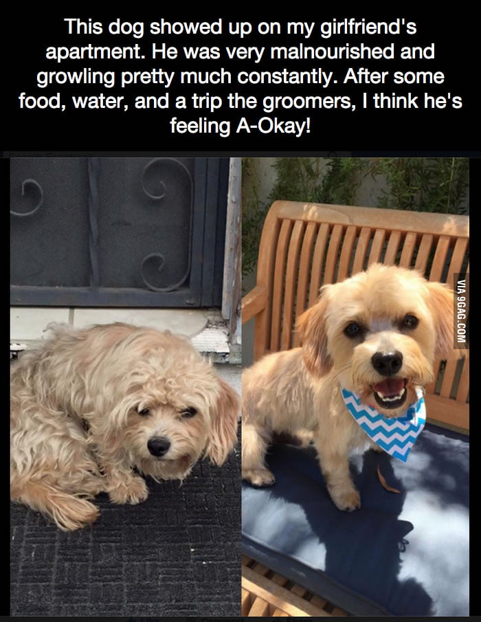 looks-like-fry-s-dog-seymour-9gag