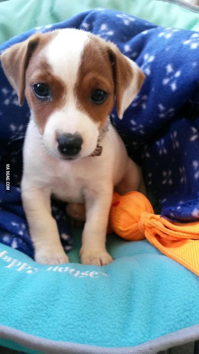 say-hello-love-his-name-is-kingo-9gag