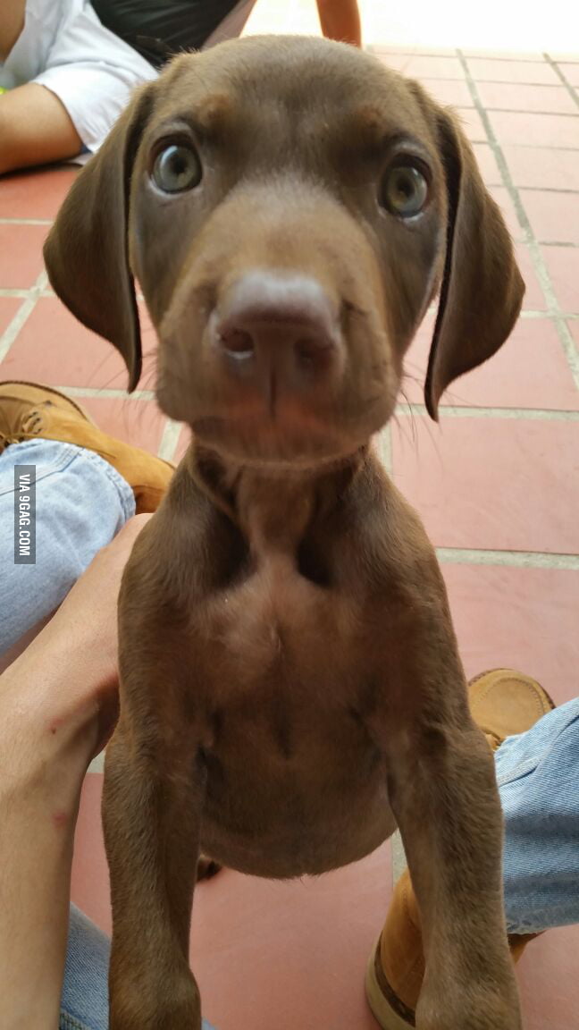 weimaraner and doberman