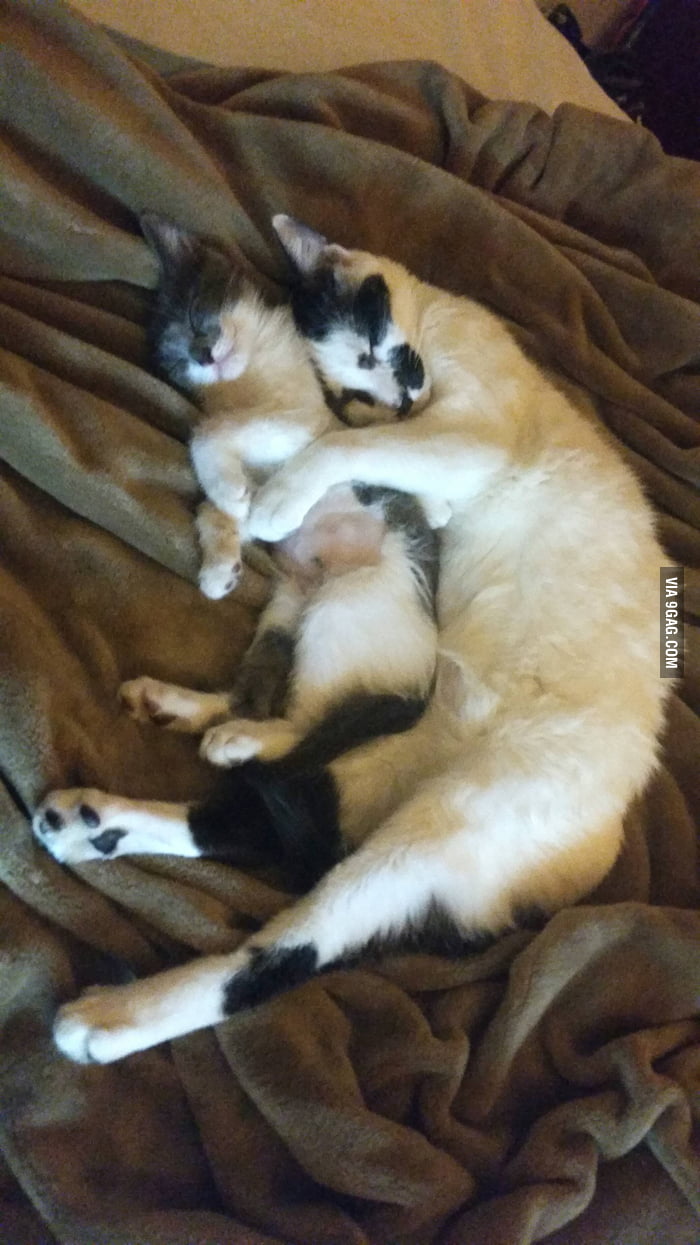 I think my cat has finally accepted the new kitten. - 9GAG