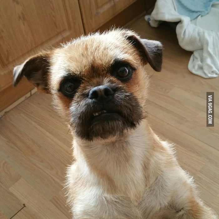 chameleon heat lamp wattage