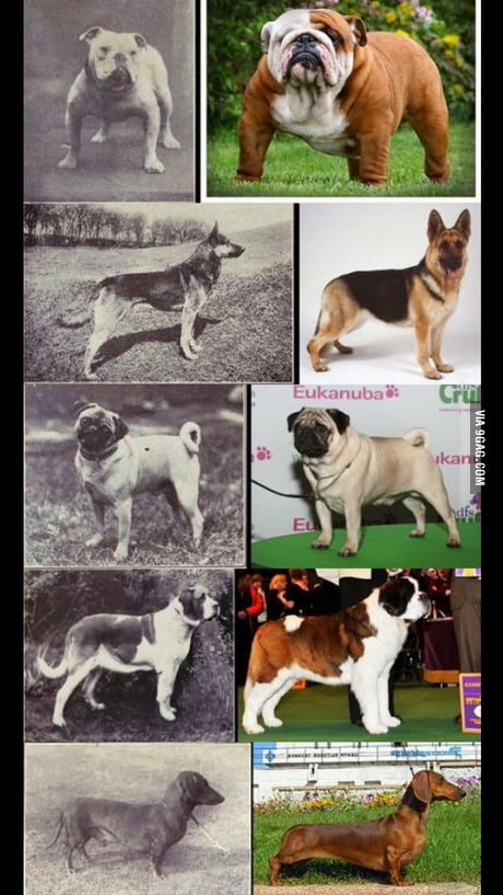 Bulldogs Then And Now Goldenacresdogs Bulldogs Then And Now Goldenacresdogs