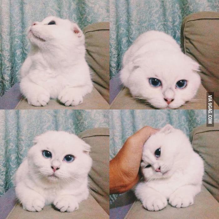 That's The Cutest Thing I've Ever Seen Cutest thing I have ever seen. - 9GAG
