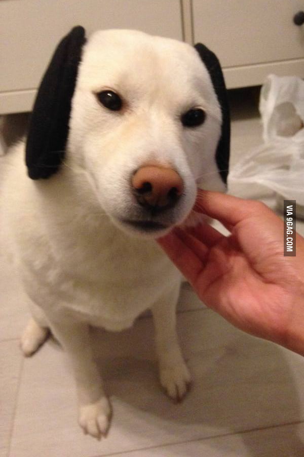 Snoopy Is Real 9gag