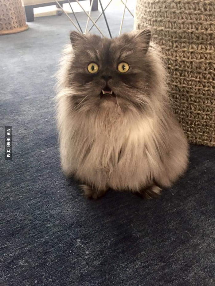 My friend's cat when she hears the bath running. - 9GAG