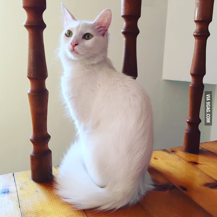 my-cat-is-prettier-than-96-percent-of-people-i-know-9gag