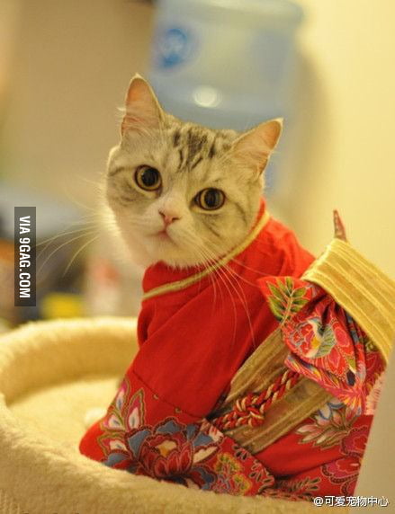 A kitten in a kimono. - 9GAG