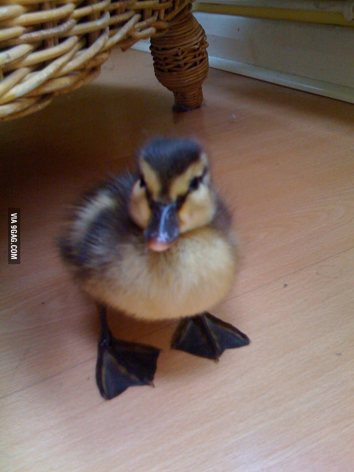 my-pet-duck-ducky-9gag