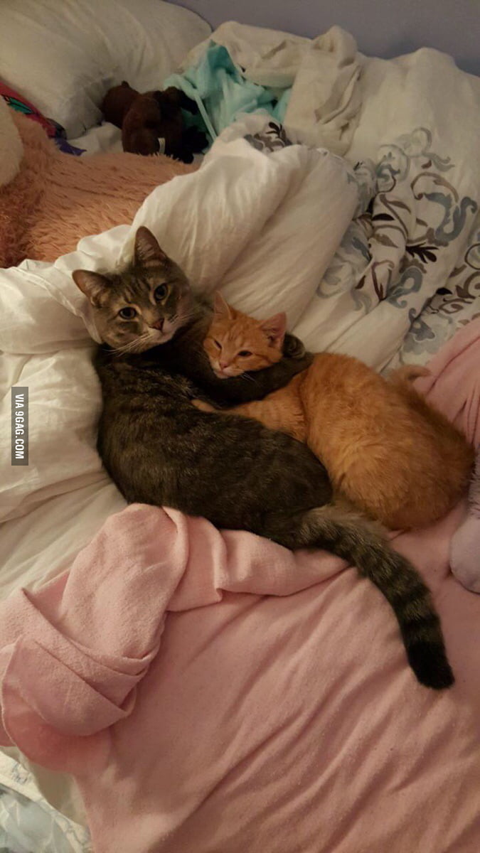 cuddle-buddies-9gag