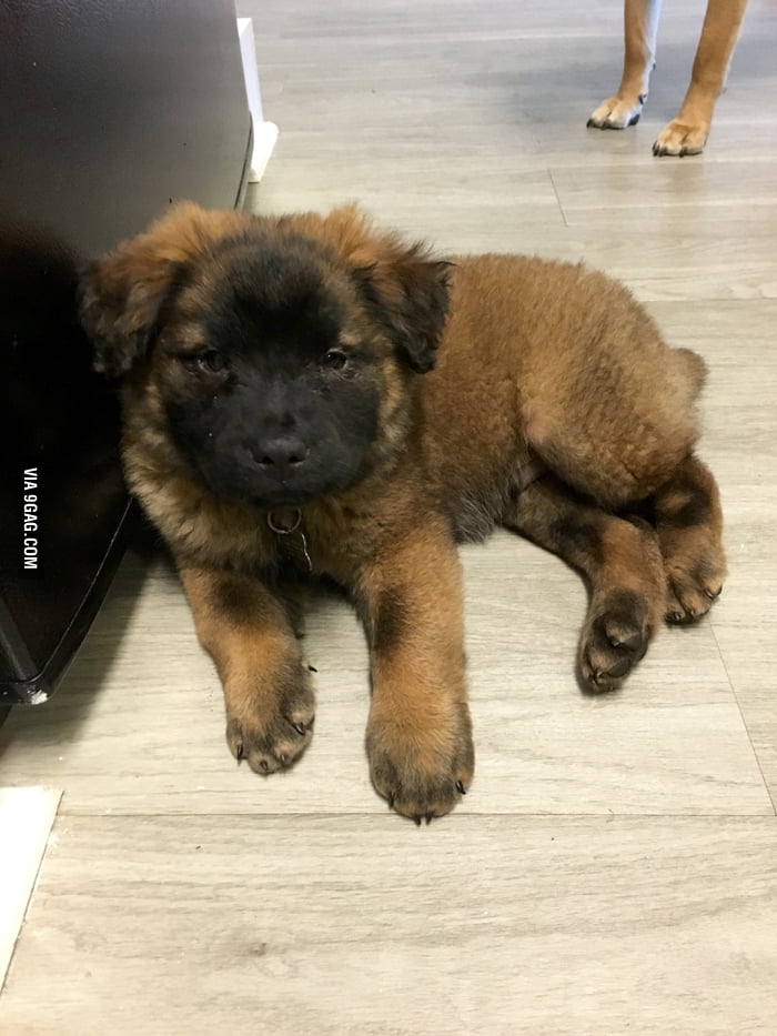 Just welcomed a new foster puppy, Eddie! - 9GAG